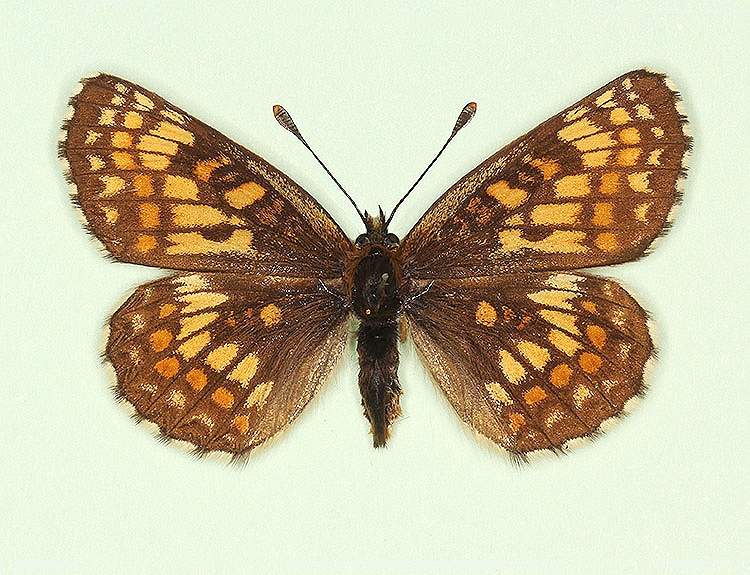 Melitaea athalia female (aberrant form virgata) (Internet Image property of respective owner, non-commercial use only)